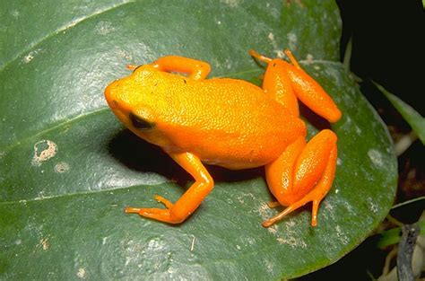  Golden Frog: Eine brasilianische Sage über die Macht der Natur und den Wert des Einfachen!