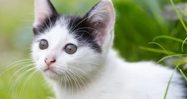 Alasan Kenapa Kucing Menjilat