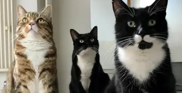 Alasan Kenapa Kucing Purring