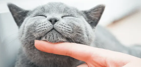 Ciri-Ciri Kucing Birahi