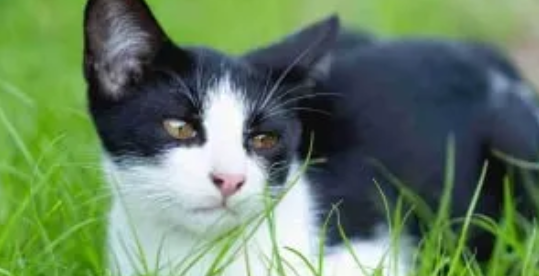 Jenis-Jenis Kucing Ras