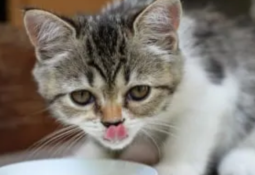 Makanan untuk Kucing Umur 1 Bulan